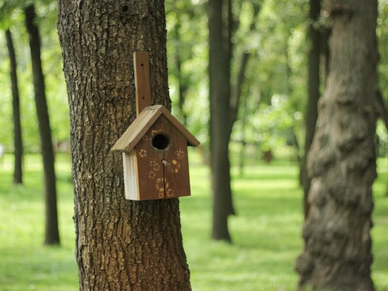 Photo Eco-friendly homestays