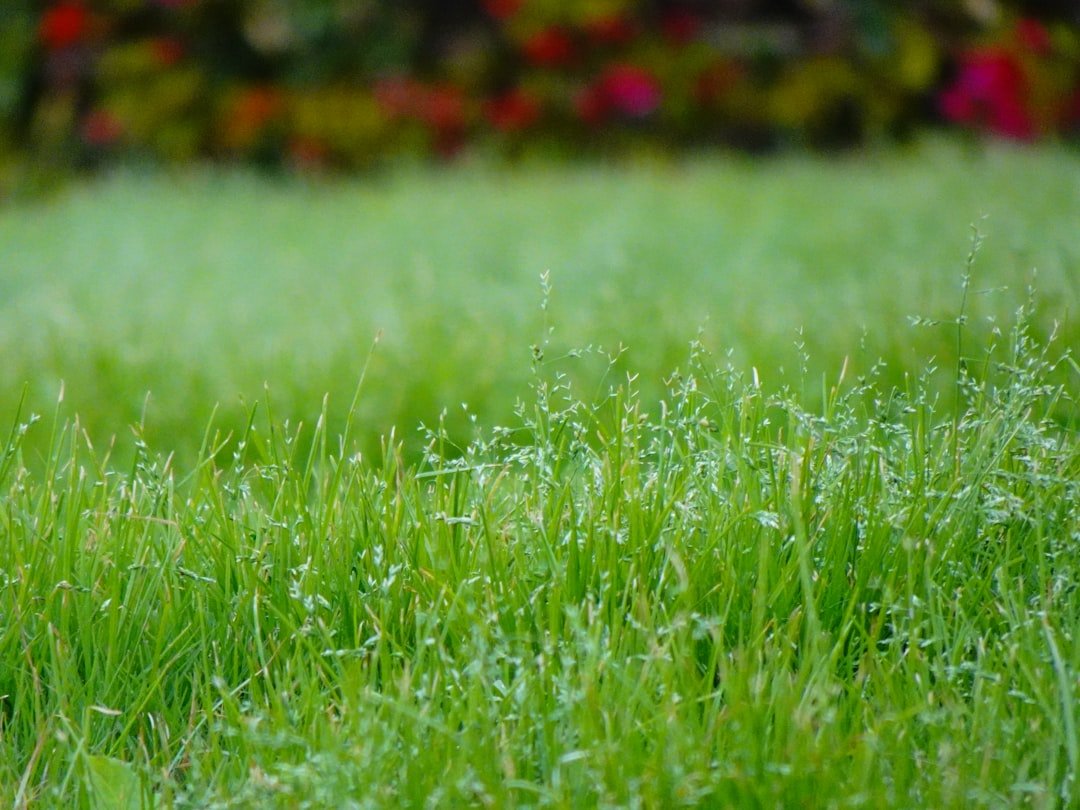 Photo maintaining garden and lawn areas