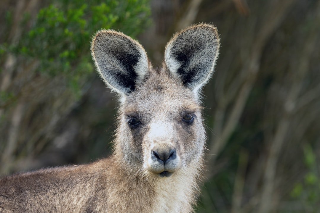 Photo Wildlife Tourism Tasmania
