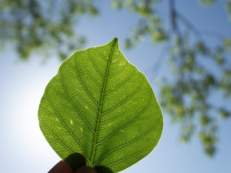 Photo Sustainable Business Practices